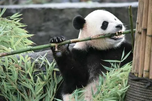 曾兩次將熊貓從中國盜回美國的露西，她的故事比你想象中還要惡劣