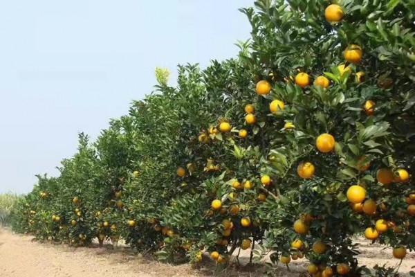 紅江農場,水果特別多,你最喜歡哪個? 紅江農場,水果特別多,你最喜歡哪個?