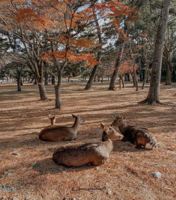 奇特的&OpenCurlyDoubleQuote;日本&rdquo;現狀，帶你看看真實的日本