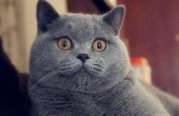 英短貓為什麼這麼火?過來人告訴你,養的那叫一個省心 英短貓為什麼這麼火?過來人告訴你,養的那叫一個省心