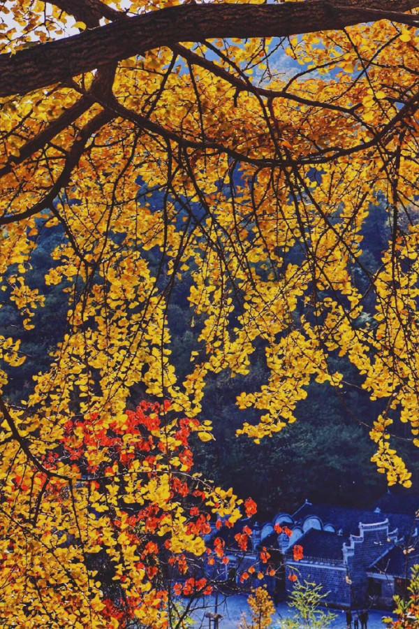 湖北孝感·錢衝村,打卡華中最大的古銀杏村,美得令人沉醉 湖北孝感·錢衝村,打卡華中最大的古銀杏村,美得令人沉醉