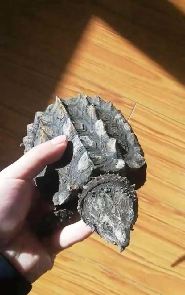 漏電掛了一隻大鱷