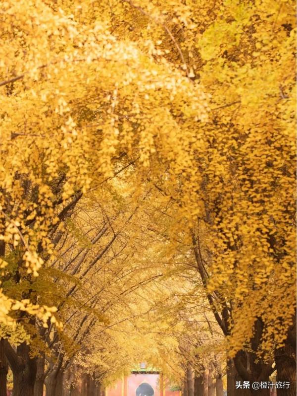 一起去故都北京賞秋吧,寫滿了歲月的故事 一起去故都北京賞秋吧,寫滿了歲月的故事