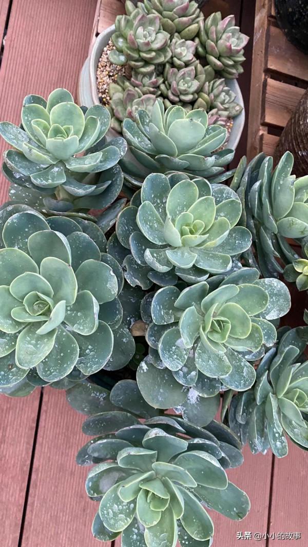 入冬的多肉 入冬的多肉