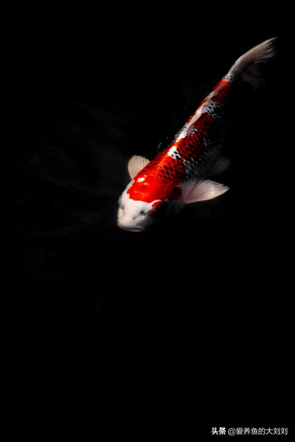 欖仁葉,水族圈中被炒作得很神奇的葉子,到底有幾分真? 欖仁葉,水族圈中被炒作得很神奇的葉子,到底有幾分真?