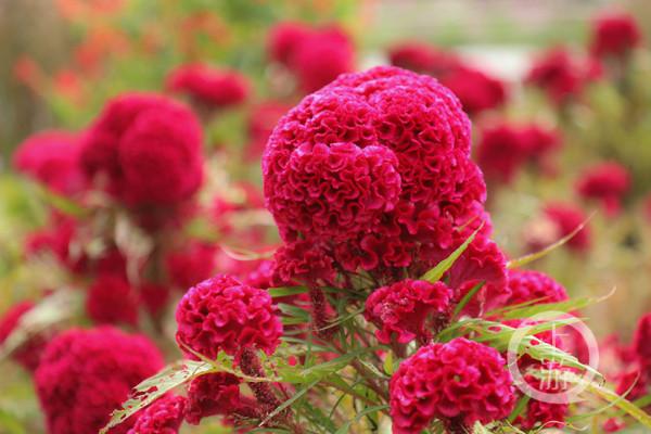 國慶好去處 | 到天坪山 聽聽格桑花開的聲音