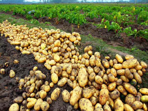 常見的4種蔬菜升糖速度較快，糖尿病患者要注意