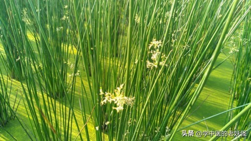 每日一中藥——燈心草 每日一中藥——燈心草