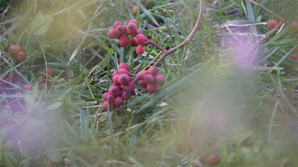 圖組丨踏著春光，迎接彌勒春暖花開