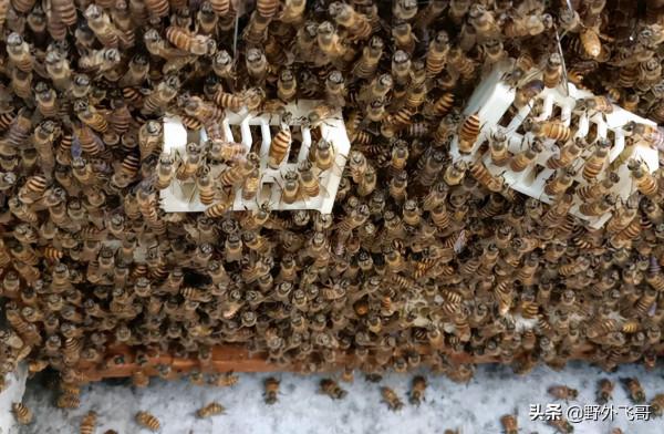 擁有百萬大軍的蜜蜂