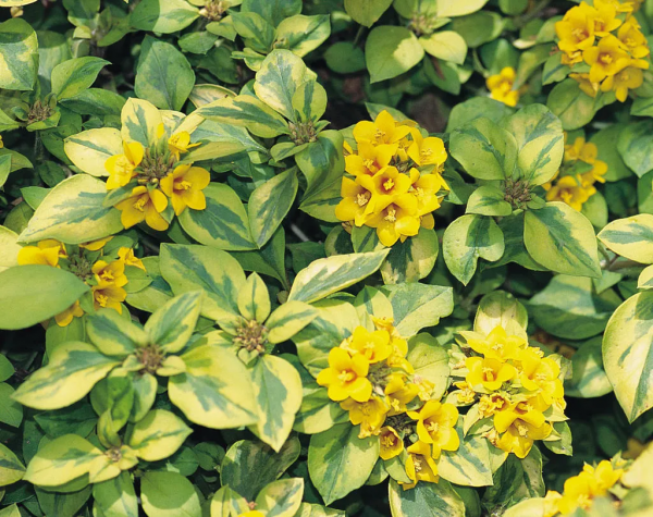 7種最好用的地被植物：豐富花境花園色彩，控制雜草