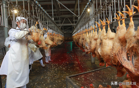 “生命的意義是什麼”?從出生到被殺只有42天,是一隻肉雞的使命 “生命的意義是什麼”?從出生到被殺只有42天,是一隻肉雞的使命