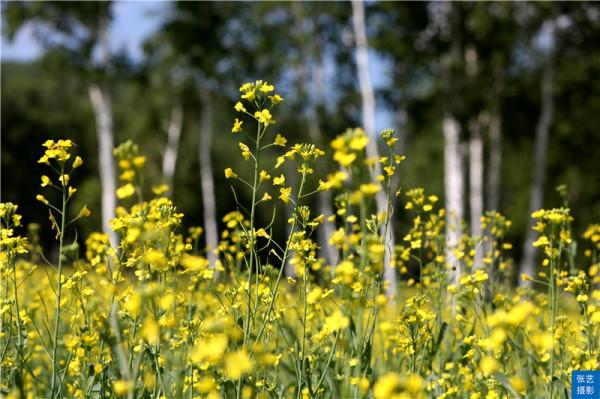 俄羅斯民族鄉，中俄界河可見俄羅斯奧洛契小鎮，夏季最佳避暑勝地