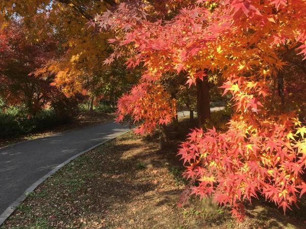 金山花開海上秋景園值得去嗎? 金山花開海上秋景園值得去嗎?