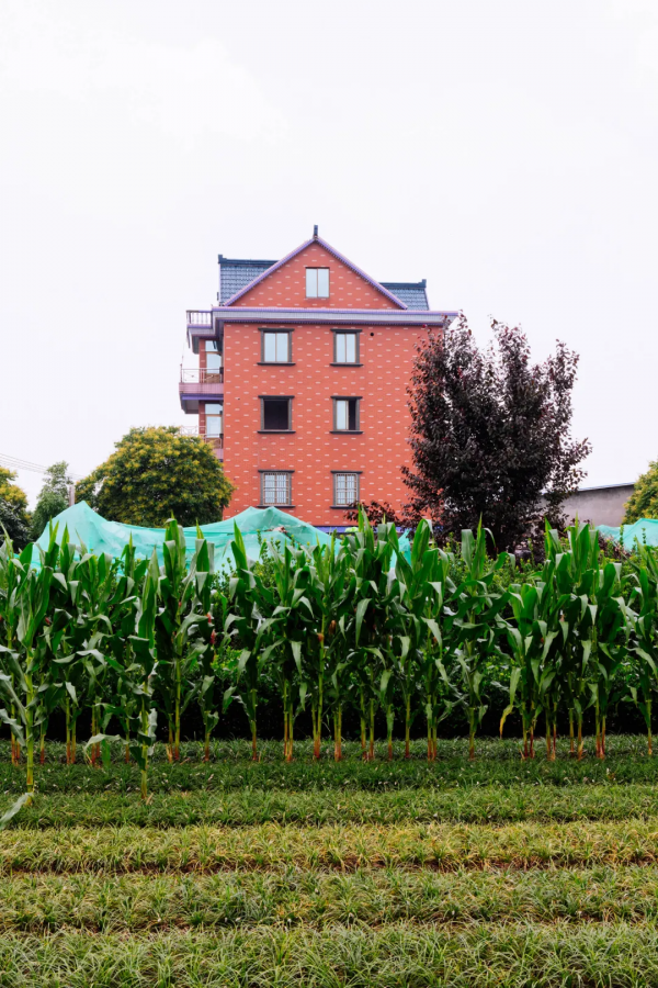 李青：以懷疑的態度觀看城市，從“搖籃”向“燈塔”走去