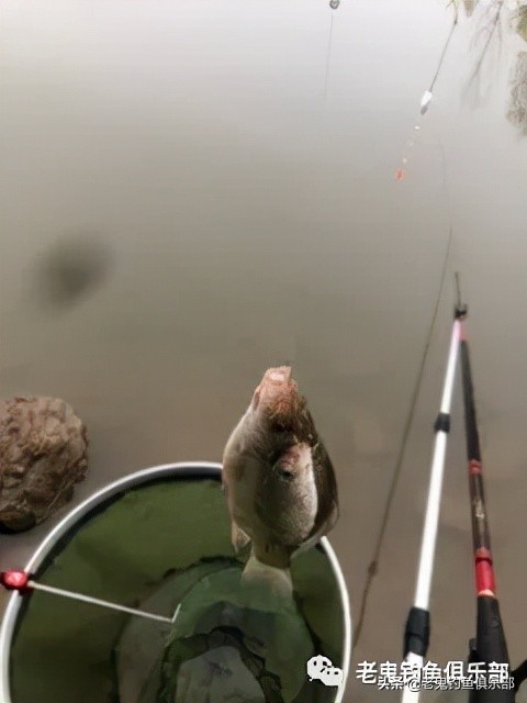 週日釣金星月湖,狂拉野生鯽魚 週日釣金星月湖,狂拉野生鯽魚