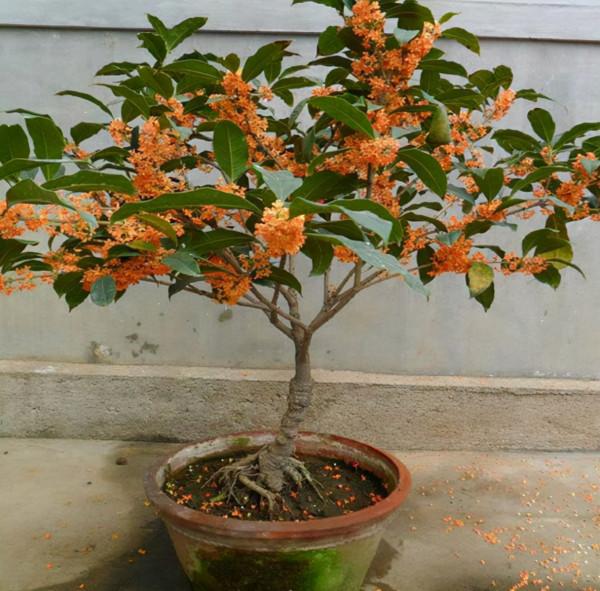 這“3種樹”能開花，香味持久且濃郁，回家養一盆，生活更舒適