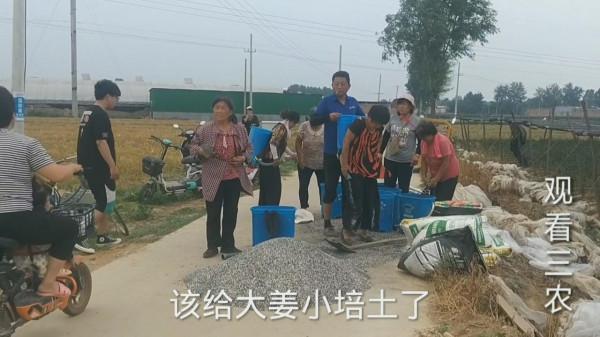 想要做到大姜畝產過萬,使用合適的底肥就是重中之重的事情 想要做到大姜畝產過萬,使用合適的底肥就是重中之重的事情