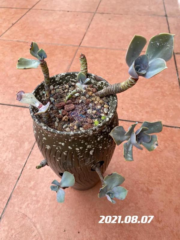 肉肉的輪迴：繁榮、美麗、衰敗、重生、逆襲