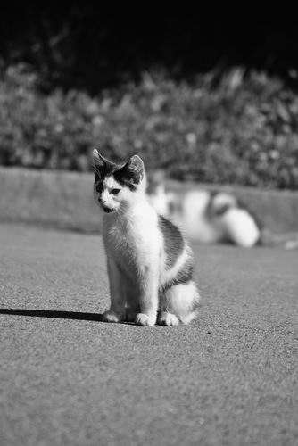 科學家建模估算英國流浪貓