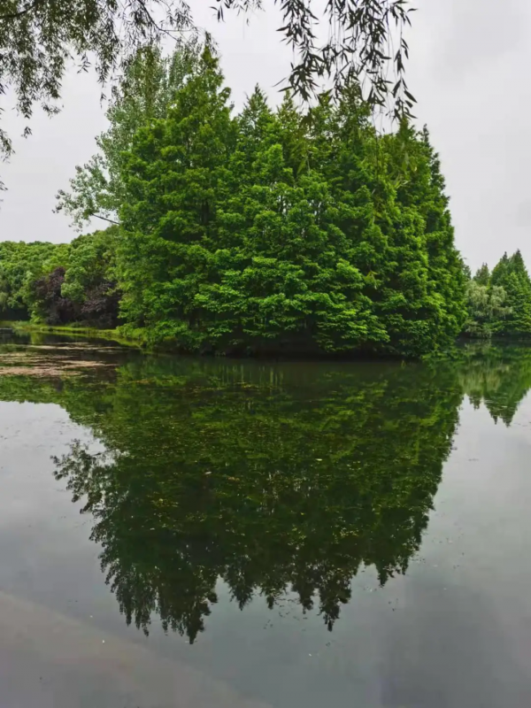 林業碳匯、文旅、養豬、元宇宙，園林上市公司哪個業務有“錢途”