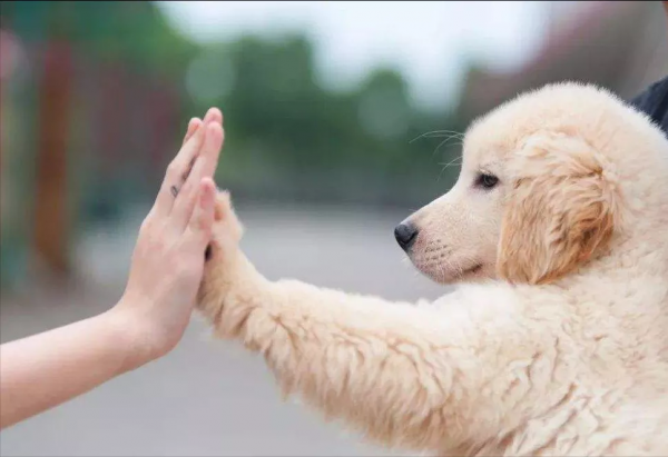 這25件小事,狗狗最希望主人知道 這25件小事,狗狗最希望主人知道