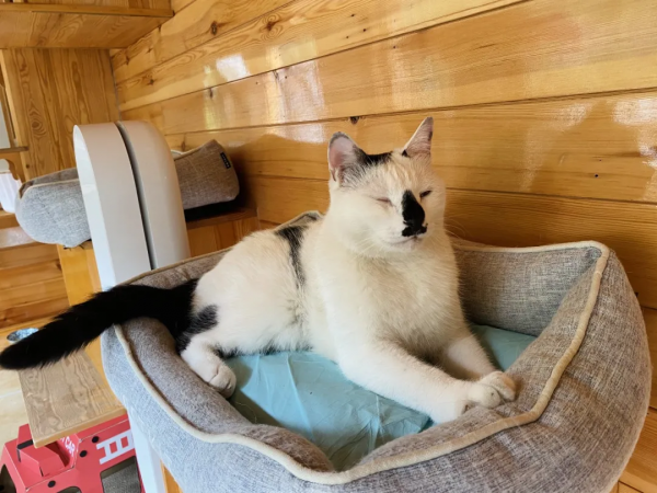 貓館長的人類行為模仿