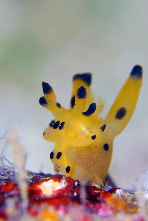 可愛呆萌的海兔，美出天際的海兔——海兔大全