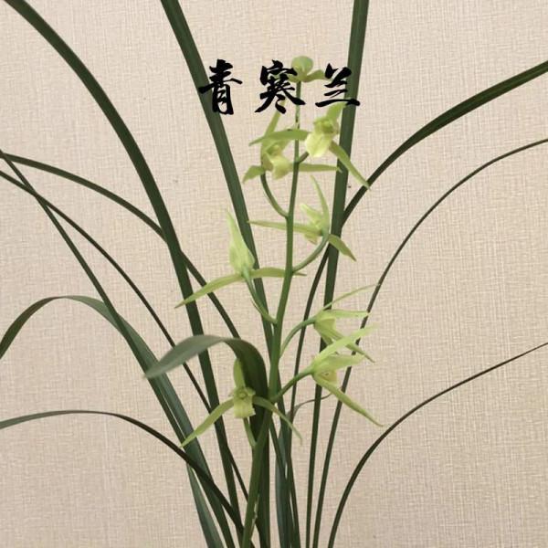 為什麼很多人養花養不活