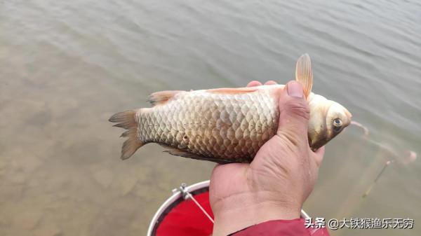 秋季遇到這幾種天氣，請假也要去釣魚，黑坑野釣都能連竿上魚