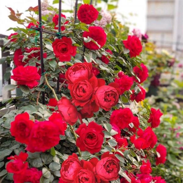 有院子一定要養“8種花”，色彩斑斕，四季有花，漂亮搶眼如花園