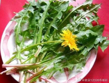 蒲公英為藥食同源之佳品 蒲公英為藥食同源之佳品