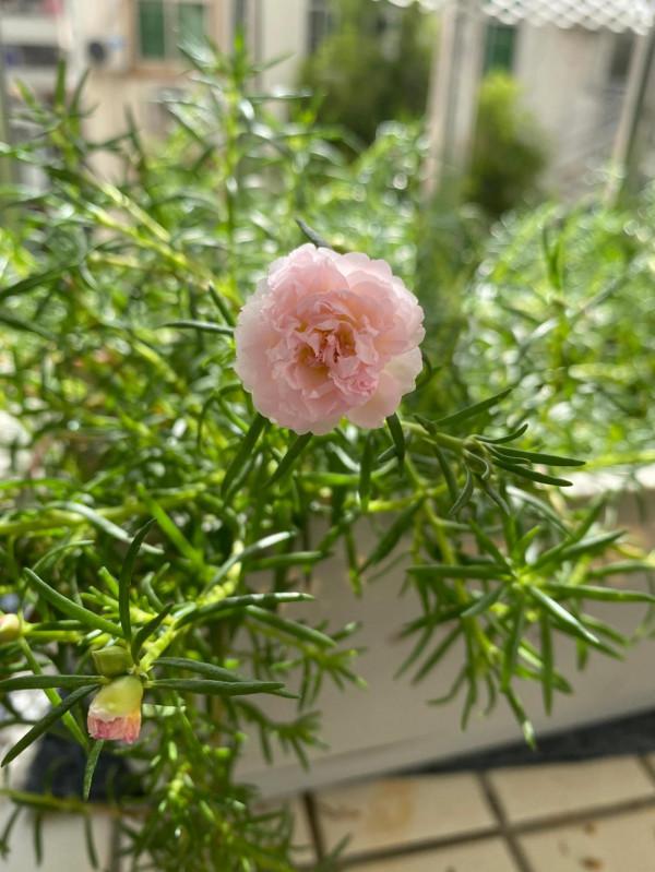 大夏天特適合來一盆重瓣太陽花,不僅好養而且花美 大夏天特適合來一盆重瓣太陽花,不僅好養而且花美