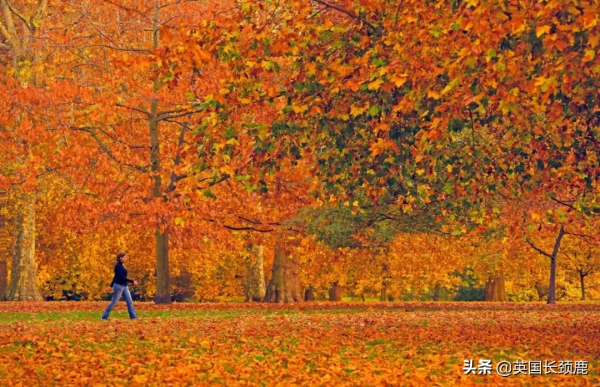 你還記得深秋英國的樣子嗎?若你還在,與你共享 你還記得深秋英國的樣子嗎?若你還在,與你共享