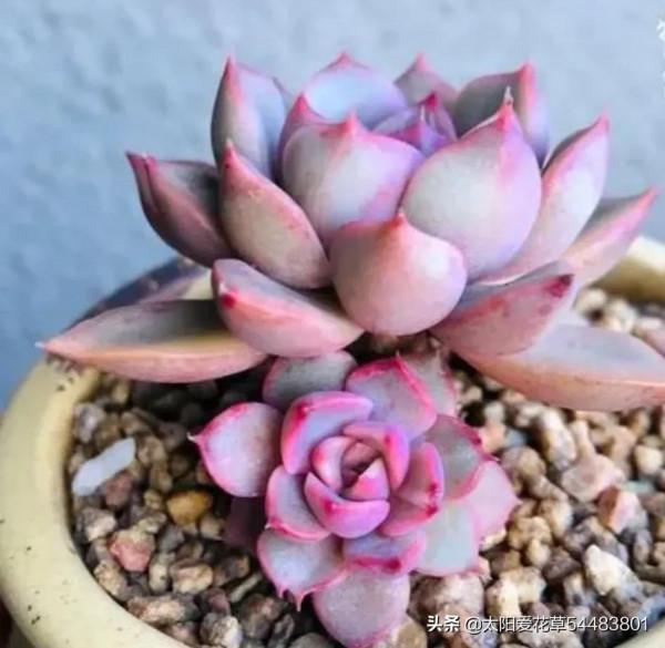 多肉玫瑰夫人這樣養，出狀態才能美若天仙