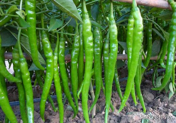 3分鐘學會辣椒育苗,幾粒種子,4個月後辣椒結滿枝頭 3分鐘學會辣椒育苗,幾粒種子,4個月後辣椒結滿枝頭