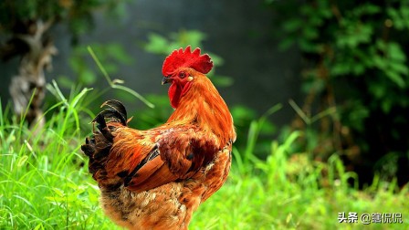 可以看到靈魂的動物，你知道幾種？