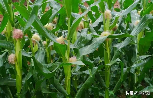 農民該不該買農業保險?買了玉米保險,受災後如何理賠? 農民該不該買農業保險?買了玉米保險,受災後如何理賠?