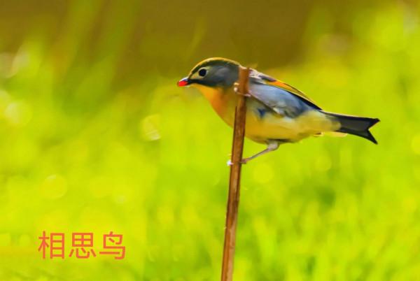 我的小鳥真可愛