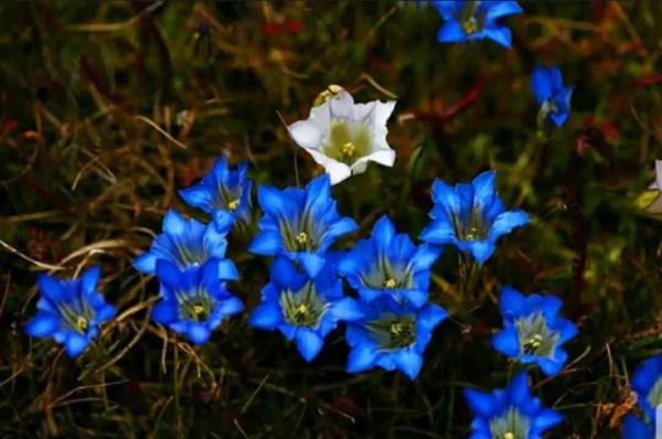 賞花吟詩聽故事，愛上憂傷的你！億年的等待—植物界活化石龍膽花