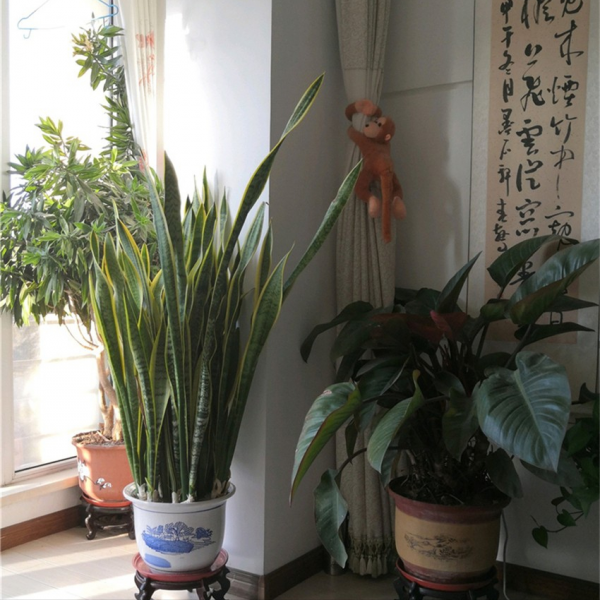 &OpenCurlyDoubleQuote;養不死&rdquo;的7種花，不用管也爆盆，輕鬆養成&OpenCurlyDoubleQuote;老花樹&rdquo;，