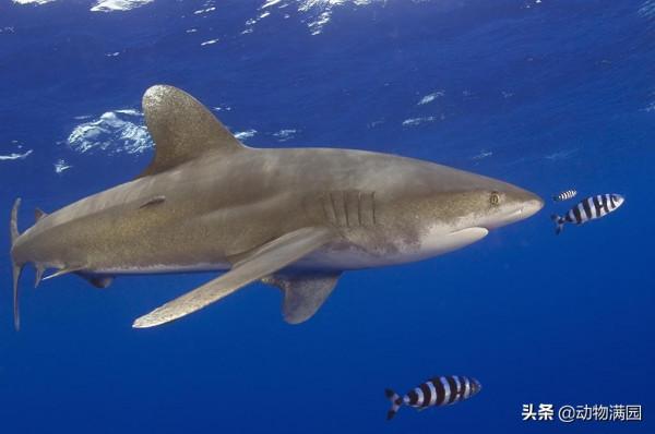 物種百科：遠洋白鰭鯊
