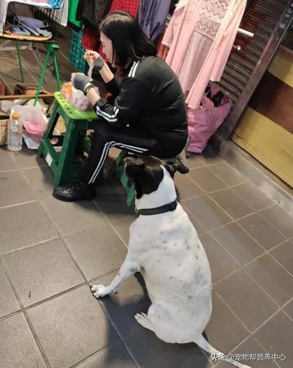 主人不檢討自己的錯誤,狗狗只能自食其力:我要到別家看吃的... 主人不檢討自己的錯誤,狗狗只能自食其力:我要到別家看吃的...