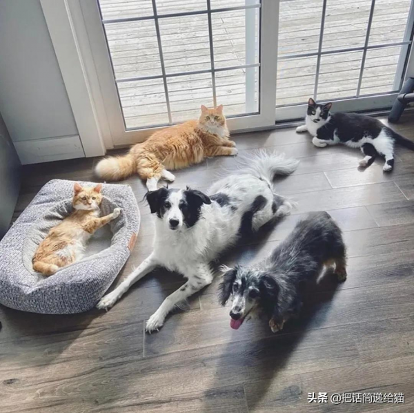 貓咪流浪多年後回家,卻發現想見的人已經離世 貓咪流浪多年後回家,卻發現想見的人已經離世