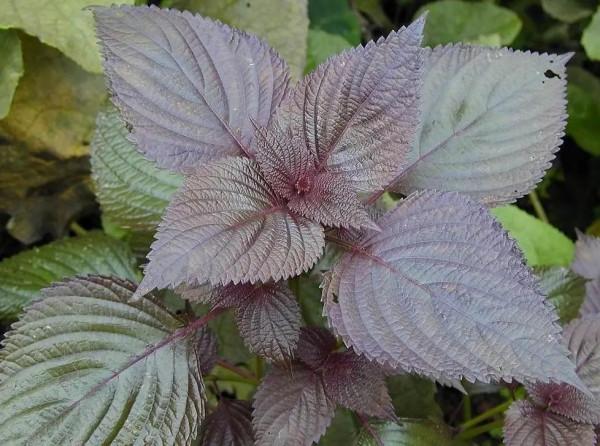 這些保健蔬菜的營養與栽培方法你都知道嗎？