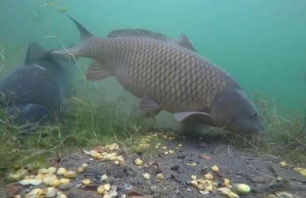 “鯉魚躍龍門”，鯉魚的生活習性是什麼樣子的？