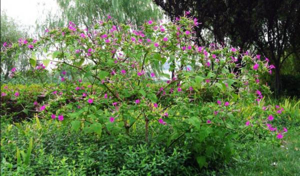 這些花名字不好聽,卻是神仙顏值!網友:真的被名字耽誤了一生 這些花名字不好聽,卻是神仙顏值!網友:真的被名字耽誤了一生