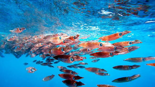 章魚已經進化5億年了，為何沒像人類一樣進化成智慧物種？