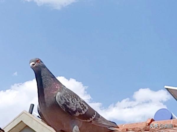 有情有義的鴿子,忠貞於自己的伴侶,從甘肅飛回了配偶所在地山東 有情有義的鴿子,忠貞於自己的伴侶,從甘肅飛回了配偶所在地山東