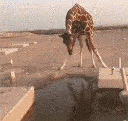 倒黴的考拉的一生:小時候吃屎,長大中毒 倒黴的考拉的一生:小時候吃屎,長大中毒